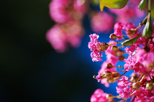 Crepe Myrtle Pink Flowers by Joy Watson